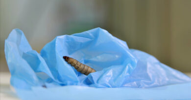 Wax worms eat plastic-newstamilonline