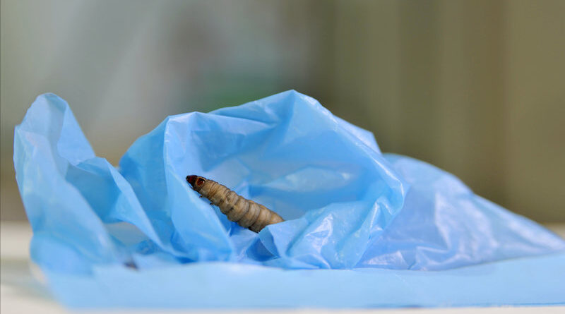 Wax worms eat plastic-newstamilonline