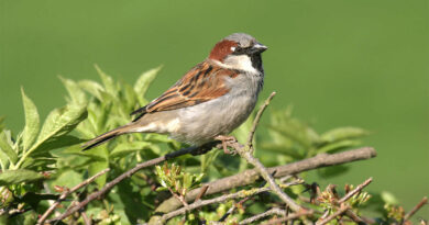 god - sparrow