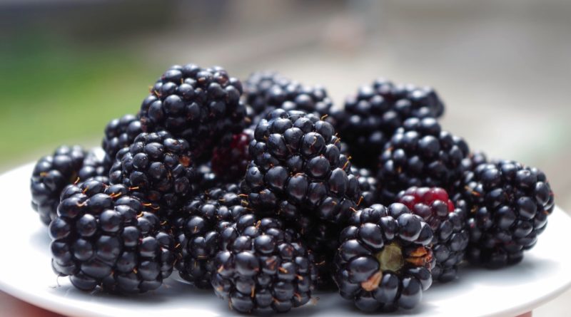 blackberries-newstamilonline