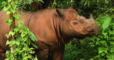 Endangered Animals rhinos - newstamilonline