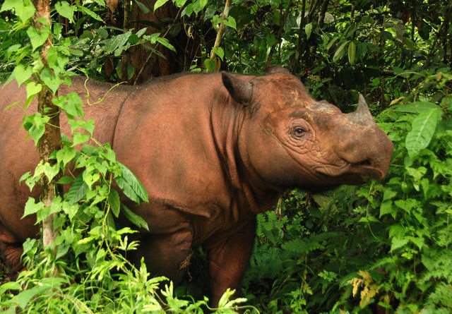 Endangered Animals rhinos - newstamilonline
