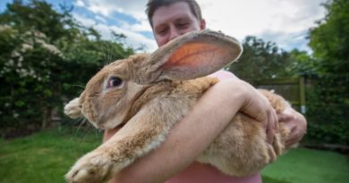 big rabbit theft-newstamilonline