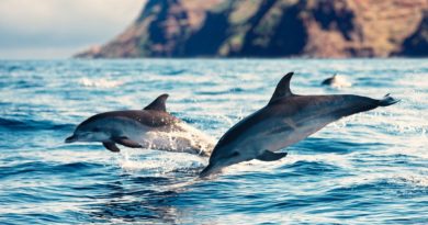 dolphins - newstamilonline