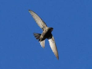 Swifts birds facts