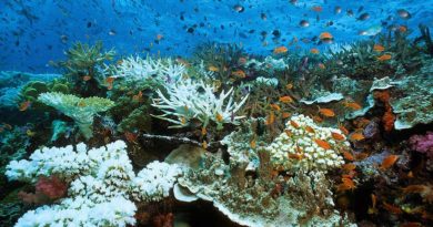 global warming effects corals - newstamilonline