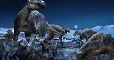 Dinosaurs Unknown Facts