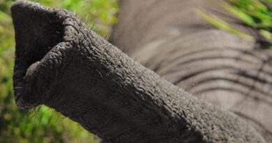 Elephants facts and information