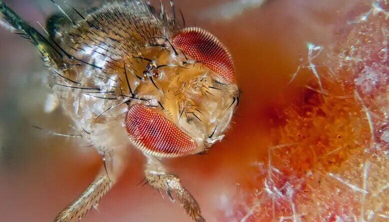 Fruit fly male