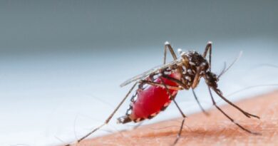 How mosquito find human