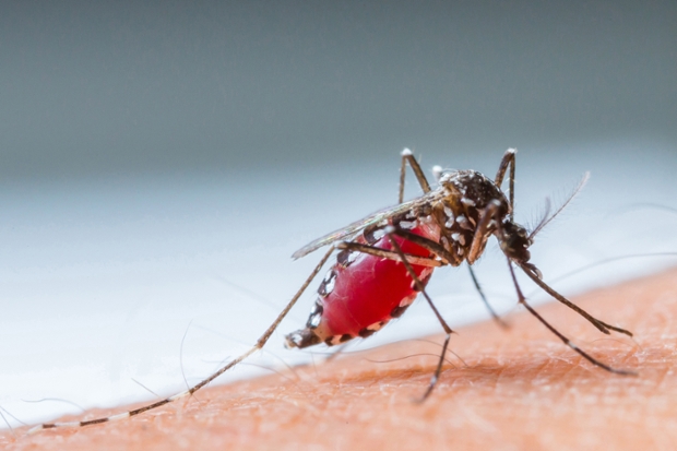 How mosquito find human