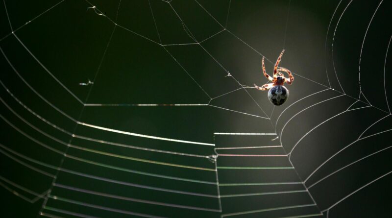 spider web facts