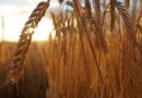 Barley Production Technology