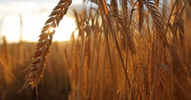Barley Production Technology
