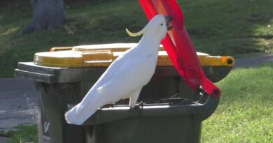 Cockatoo Opening Garbage Bin