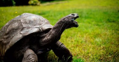 Oldest tortoise ever