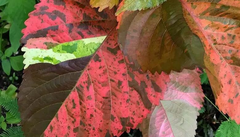 Why do Leaves Change Color