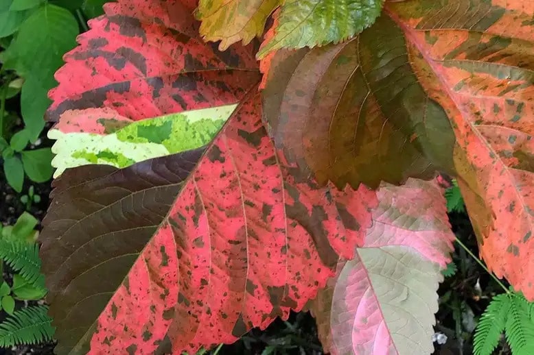 Why do Leaves Change Color