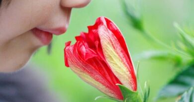 sense of smell examples
