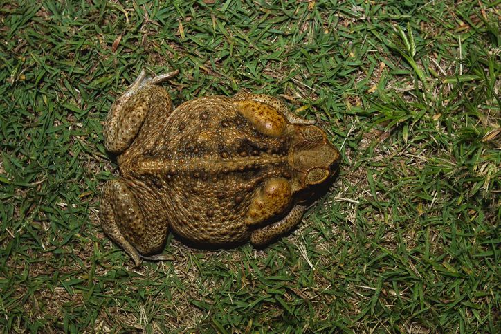 Cane toad Australia