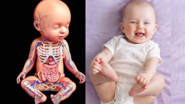 A baby circulatory System- newstamilonline