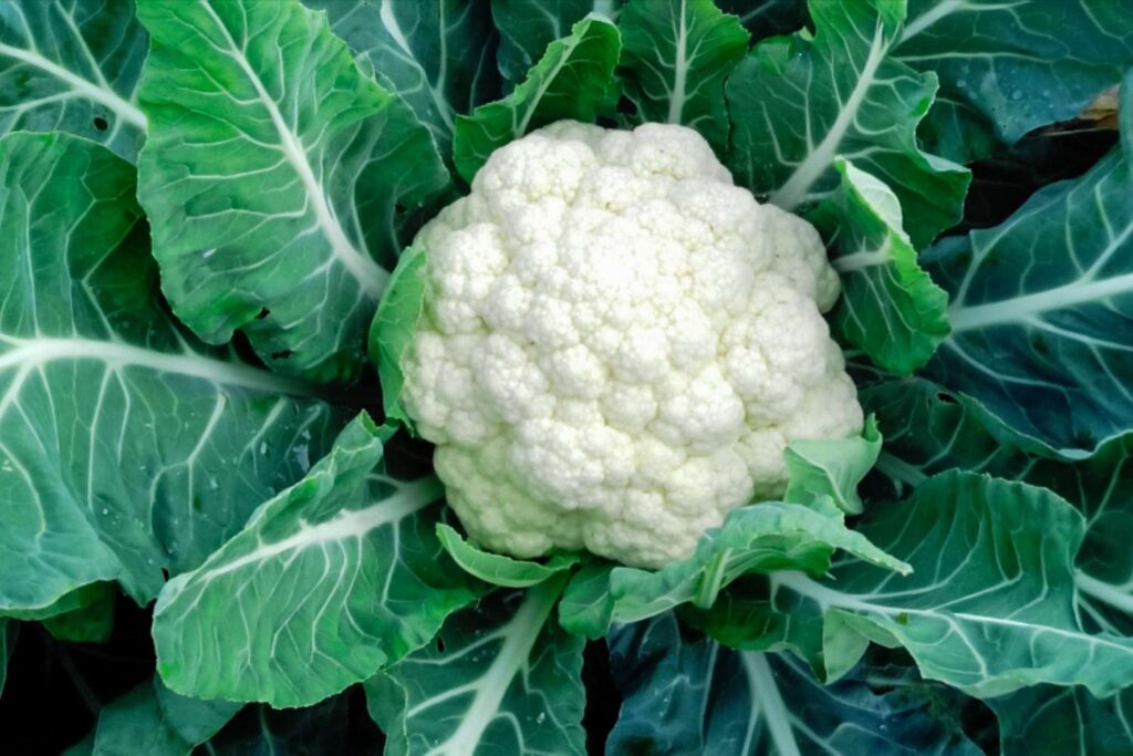 Cauliflower Leaves Benefits