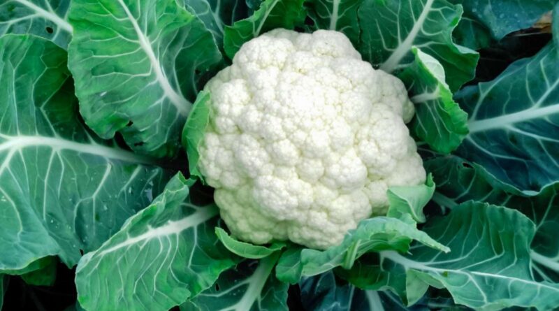 Cauliflower Leaves Benefits