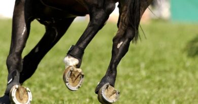 Why Horses Wear Shoes