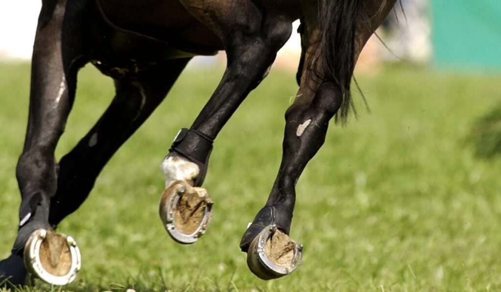 Why Horses Wear Shoes