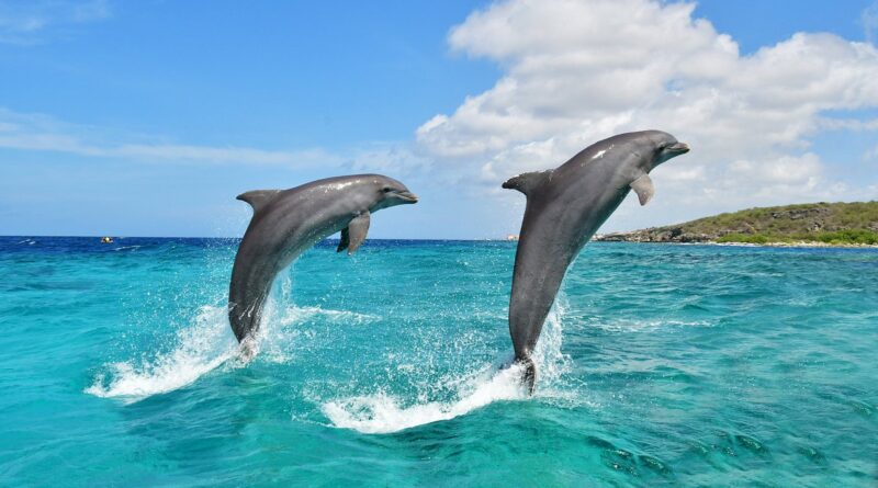 dolphin fish